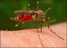 malaria1