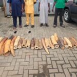 Customs arrests 4 suspects with 130kg elephant tusks in Ogun, Lagos