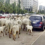 Cattle roaming on the highway