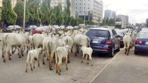 Cattle roaming on the highway