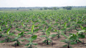 Farmland