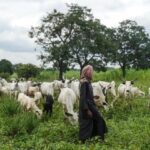 herders-2