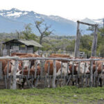 • Cattle ranch