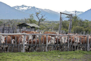 • Cattle ranch