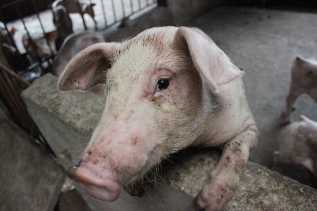 pig
