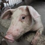 pig