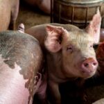 African-Swine-Fever-750×536