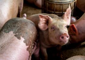 African-Swine-Fever-750×536