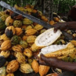 Cocoa-value-chain