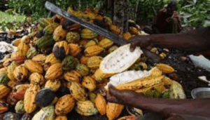 Cocoa-value-chain
