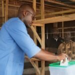 Anthony Osarobo Osaro, APC chairmanship candidate, casting his ballot at Unit 23 Udo Ward during the local government election (Photo: Moses Oboh)