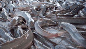 Fish-Farm
