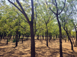 From Jerusalem to Makoda in Kano State: The journey that brought the Negev’s lessons to the frontlines of desertification in Nigeria (part 4)