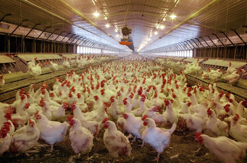 Poultry farm