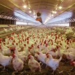 Poultry farm