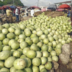 Watermelons