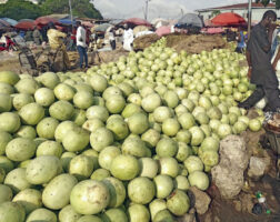 Watermelons