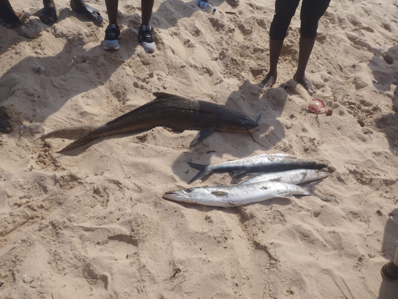One sea, many hands: Inside Lagos community where fishing sustains life through unwritten division of labour