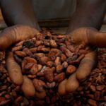 cocoa