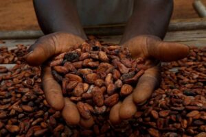 cocoa