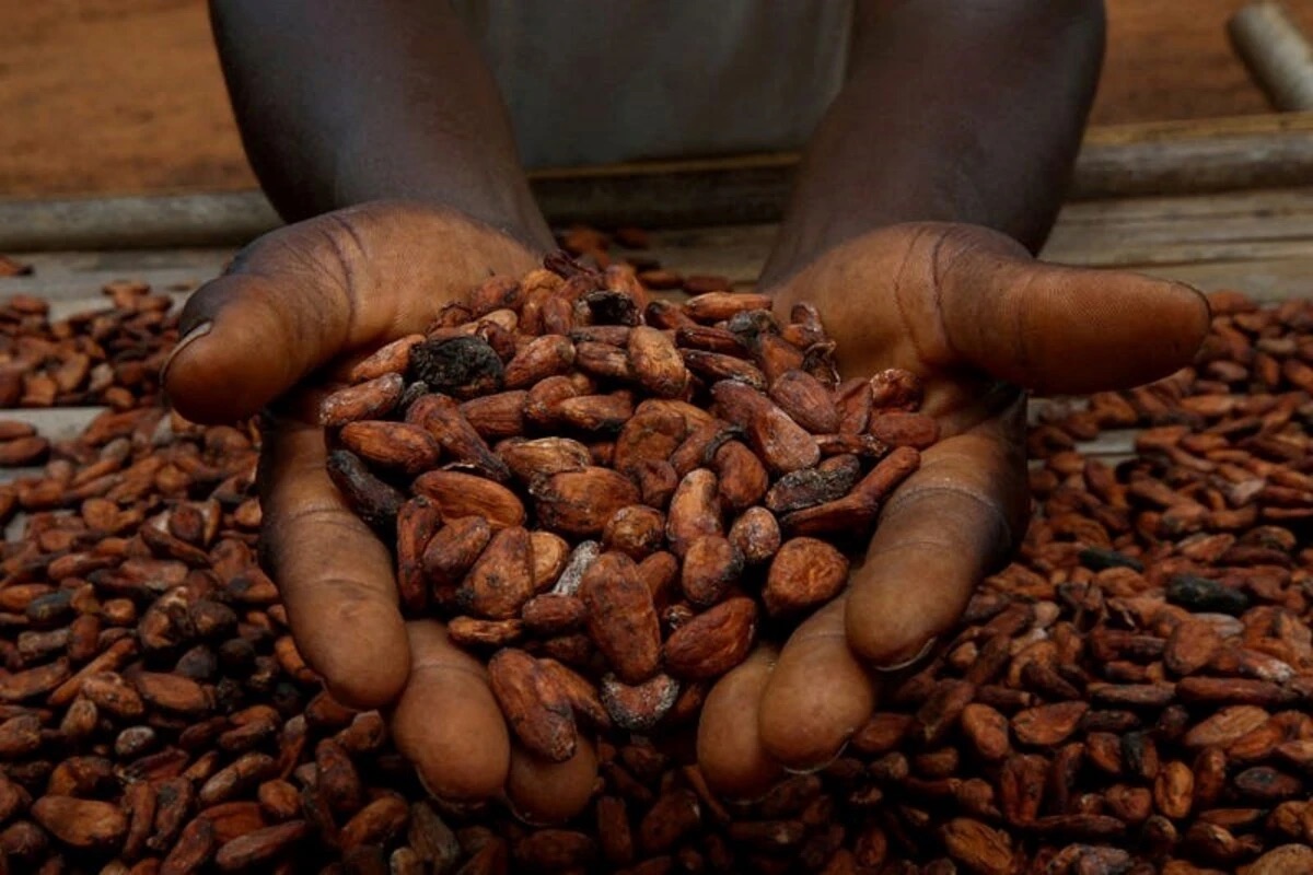 cocoa