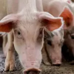 Plateau pig farmers hit by swine fever outbreak to receive federal aid