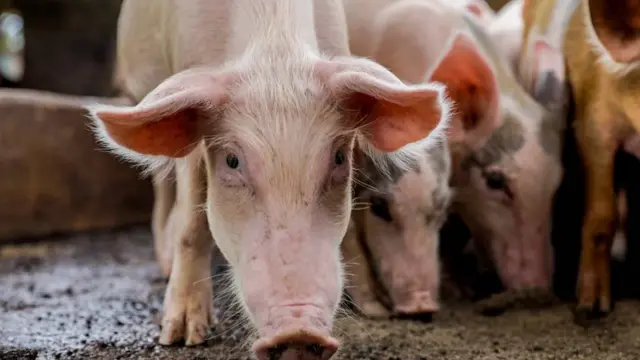 Plateau pig farmers hit by swine fever outbreak to receive federal aid
