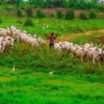 Cattle herding