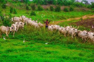 Cattle herding