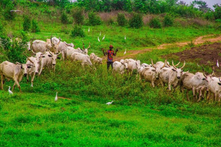 Cattle herding