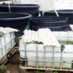 Tanks used in fish farming