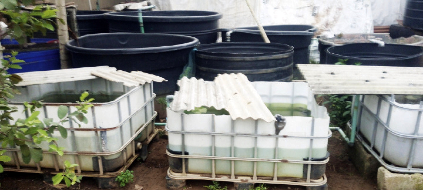 Tanks used in fish farming