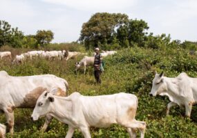 cattle herding