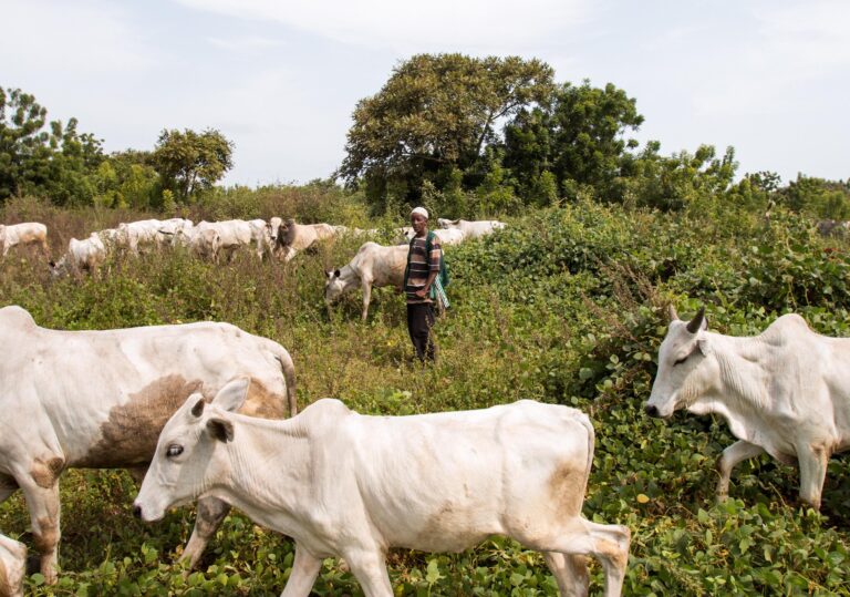 cattle herding