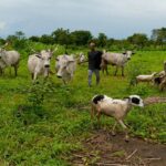 grazing