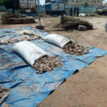 Adamawa: Customs seize pangolin scales, elephant tusks, donkey skins worth ₦362.2m