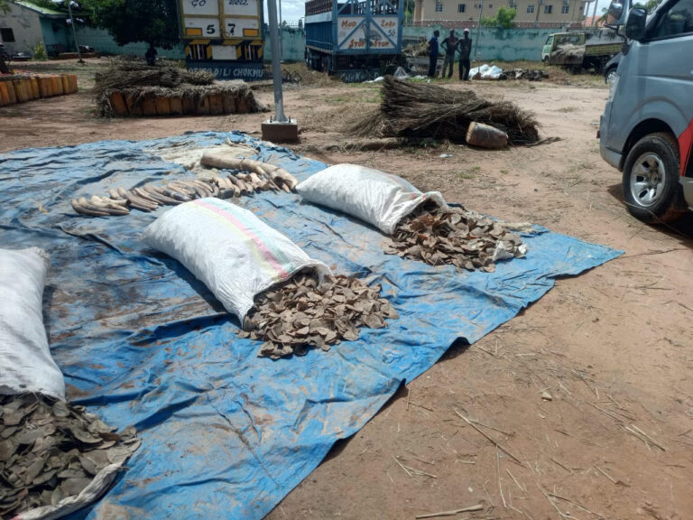 Adamawa: Customs seize pangolin scales, elephant tusks, donkey skins worth ₦362.2m