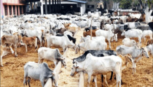 • Livestock farm