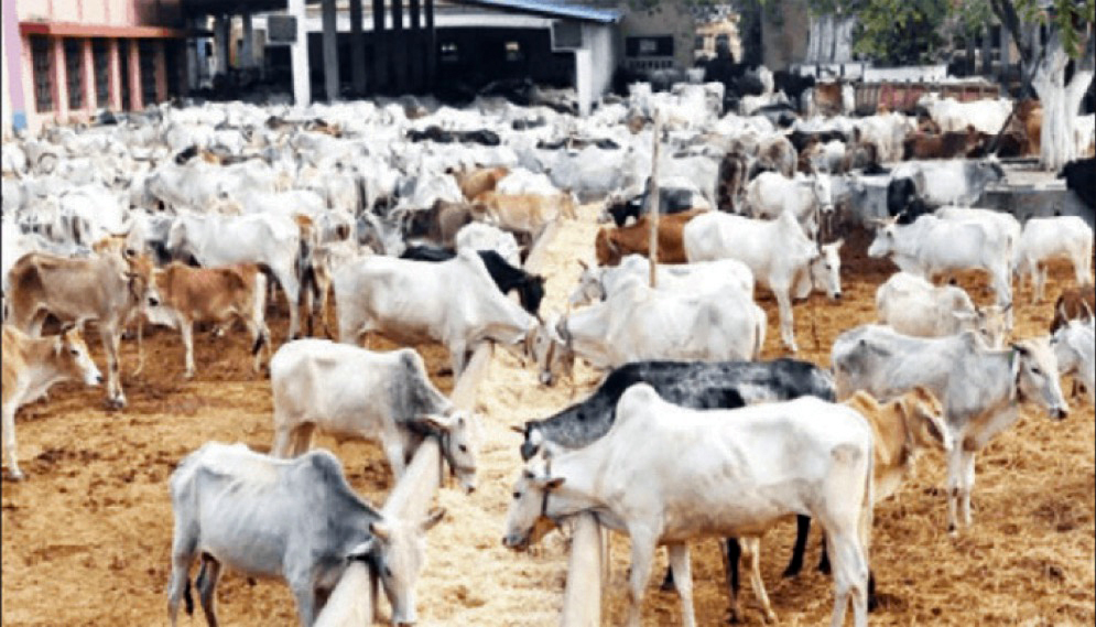 • Livestock farm